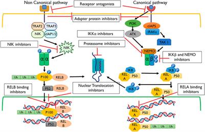 Immunotherapy and targeted therapy for lung cancer: Current status and future perspectives